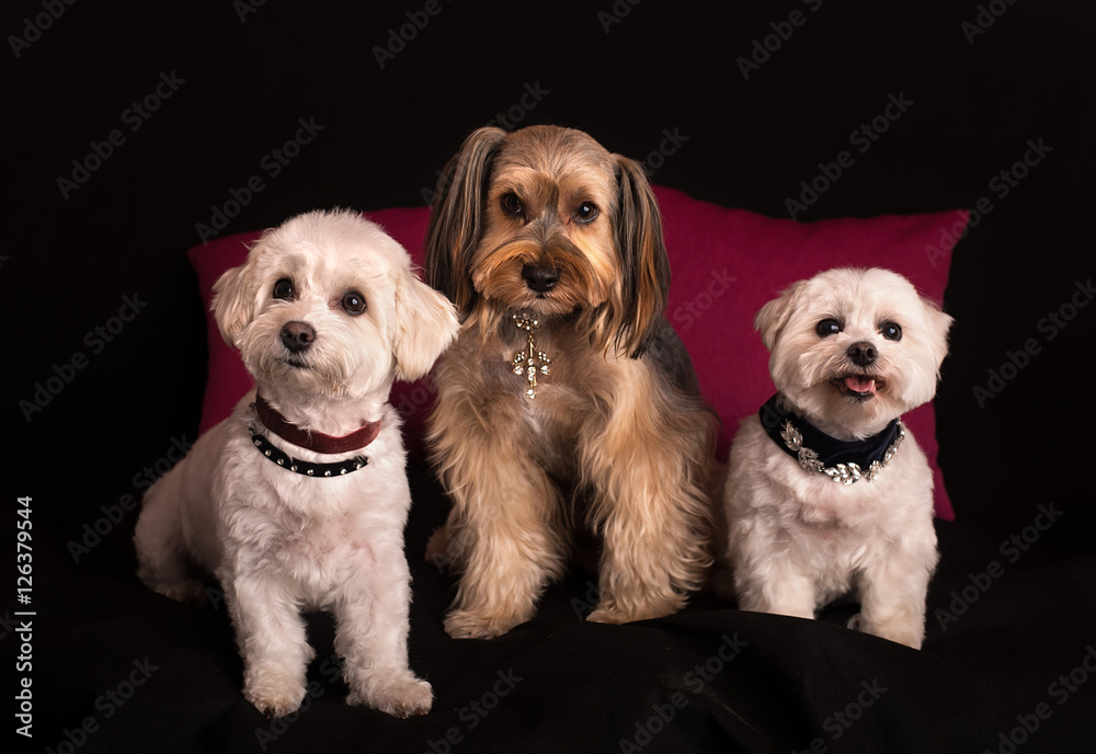 Cute West Highland White Terrier sitting on black Cute West Highland White Terrier sitting on black