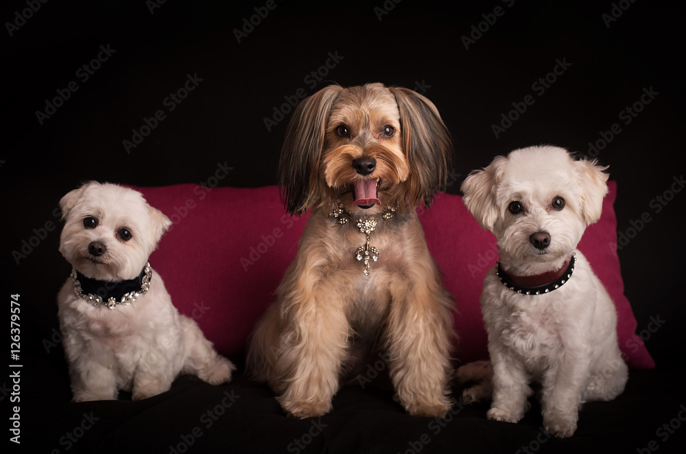 Cute West Highland White Terrier sitting on black Cute West Highland White Terrier sitting on black