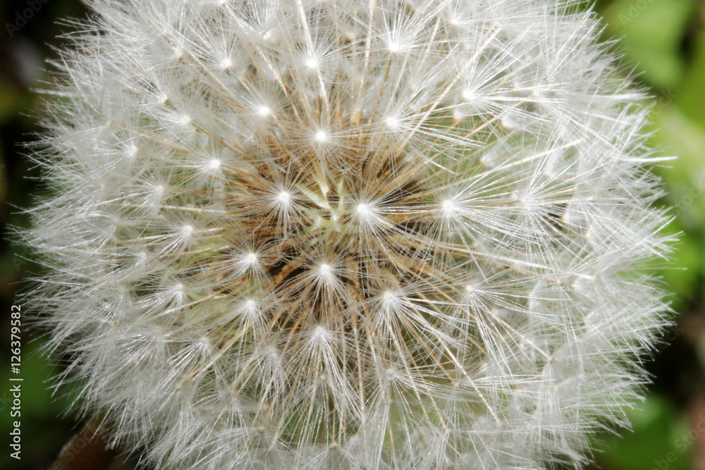 Fototapeta premium dandelion