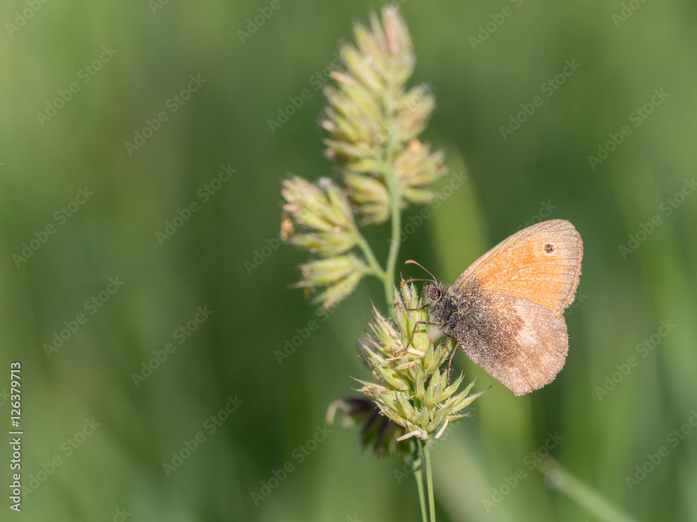 Fototapeta premium Small Heath, Coenonympha pamphilus