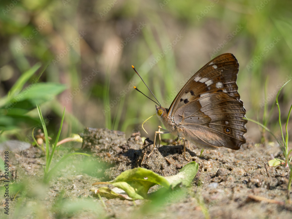 Obraz premium Lesser purple emperor, Apatura ilia