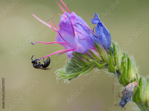 Bee, Hylaeus