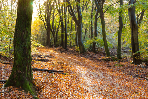 Sunflair on footpath at forest in autumn season, netherlands photo