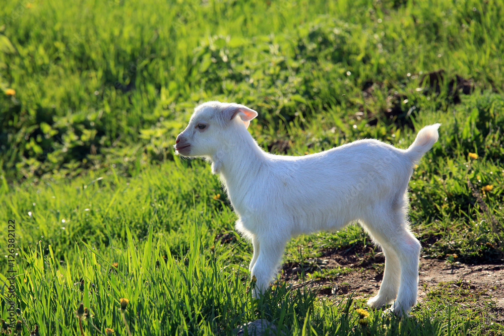 Obraz premium goatling on a meadow