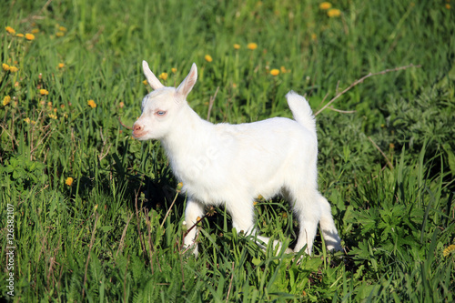 goatling on a meadow