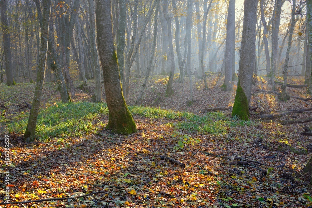 Morning in forest Morning in forest