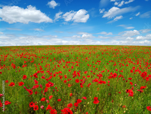 Red poppies on field