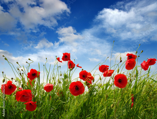 Fototapeta Naklejka Na Ścianę i Meble -  Red poppies on field