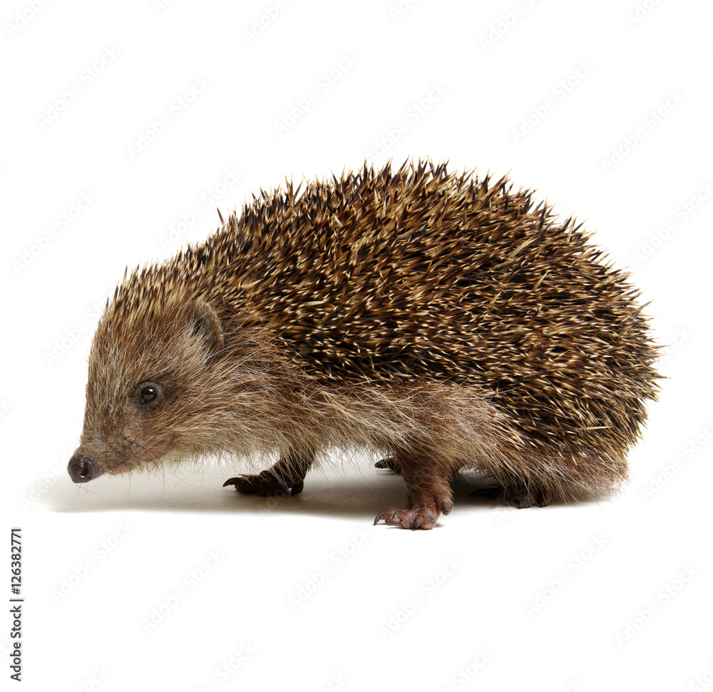 Hedgehog isolated on white Hedgehog isolated on white
