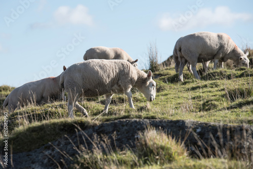 Sheep, Lamb, Ram, Ovis aries