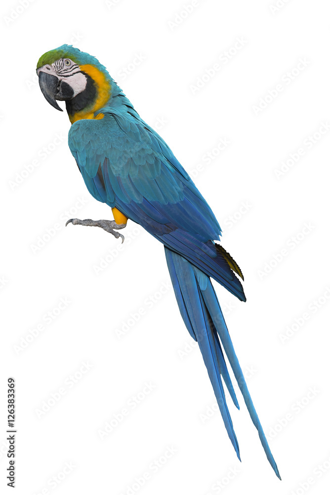 Bird macaw, Blue and Gold Macaw isolate on white background