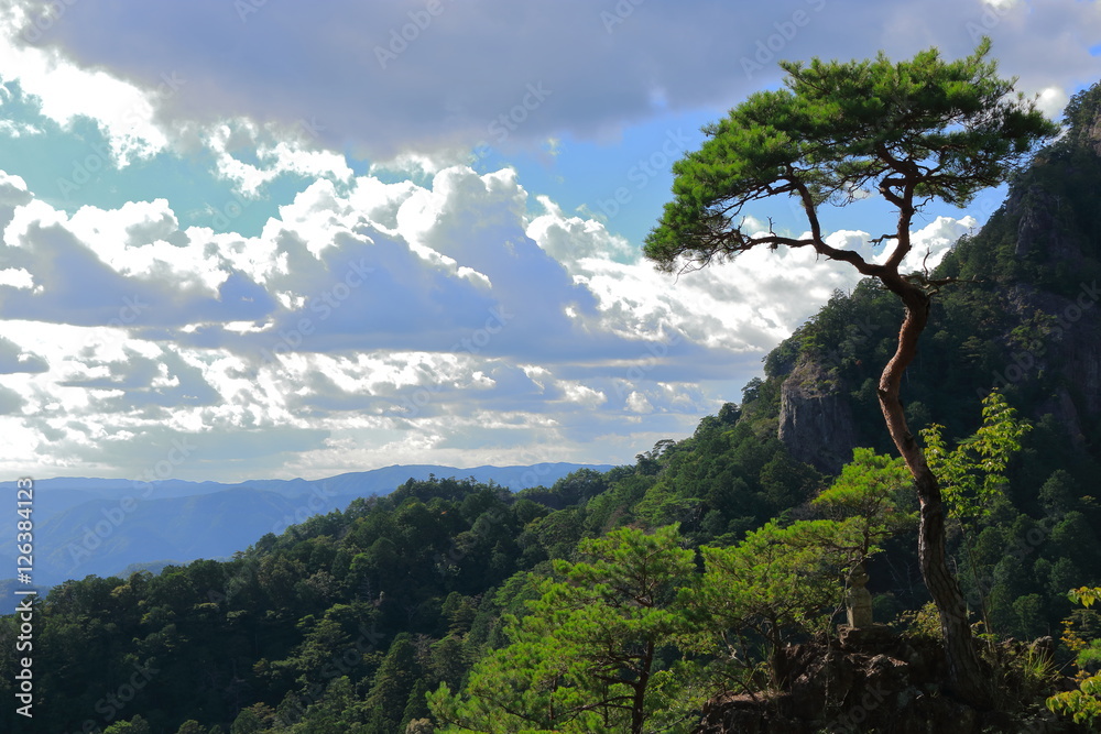 Obraz premium 一本松