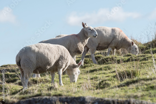 Sheep, Lamb, Ram, Ovis aries