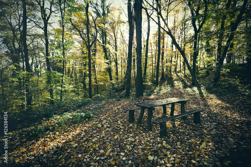 Fototapeta Naklejka Na Ścianę i Meble -  Bench in green forest