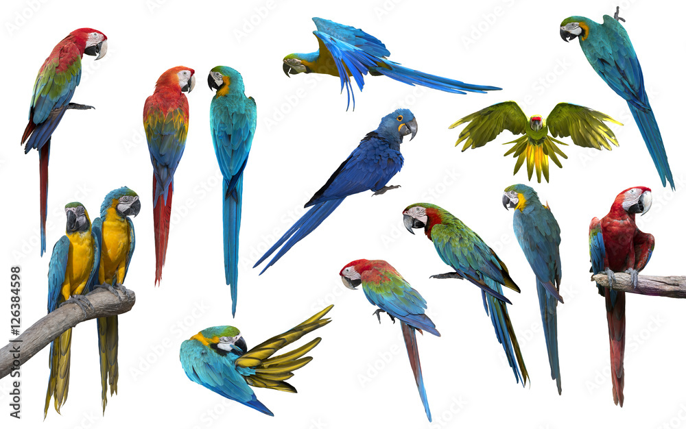 Naklejka premium Set of macaw bird,Scarlet Macaw, Blue and Gold Macaw, Green-wing macaw, hyacinth macaw, Buffon's macaw isolate on white background