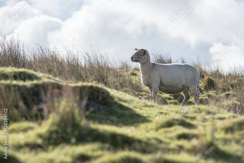 Sheep  Lamb  Ram  Ovis aries