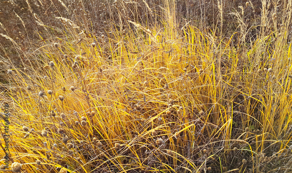 Fototapeta premium Autumn background with dry sunshiny herbs