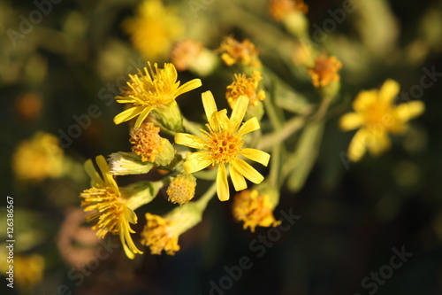 Fiori di Inula viscosa photo