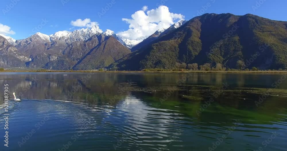 Aerial 4k - Riserva Naturale di Pian di Spagna - Lago di Novate Mezzola - Valchiavenna (IT) - cigno Aerial 4k - Riserva Naturale di Pian di Spagna - Lago di Novate Mezzola - Valchiavenna (IT) - cigno