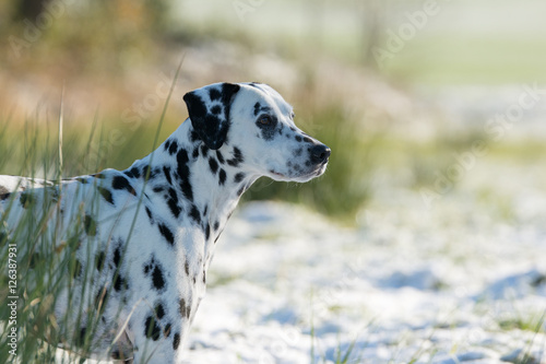 Dalmatiner Portrait im Winter
