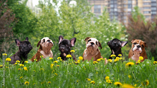 tall grass among dandelions Lovely dogs. Puppies English and French bulldog in public park