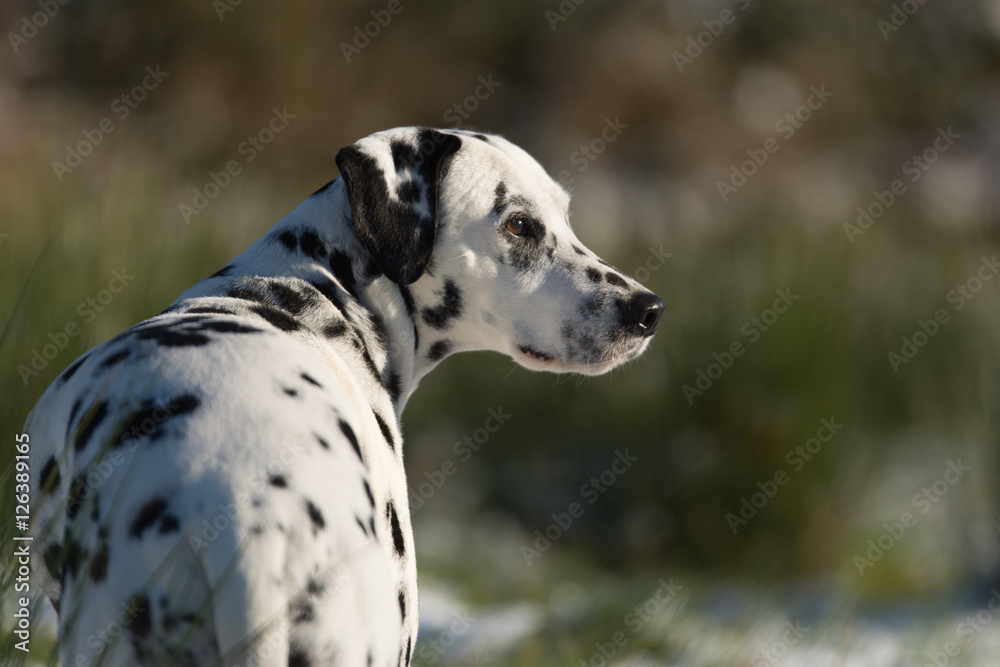 Dalmatiner Portrait im Winter