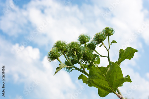 Grosse Klette (Arctium lappa), Heilpflanze