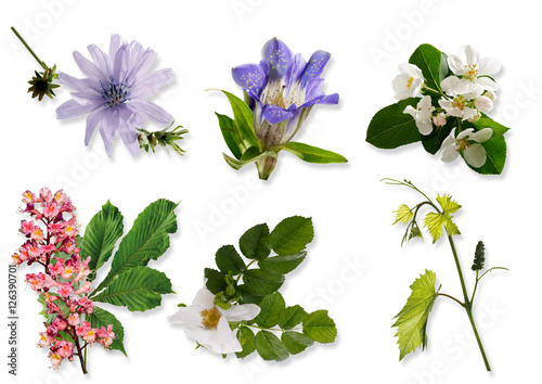 Bachblüten, Homöopathie, Blüten, Wegwarte (Cichorium intybus) photo