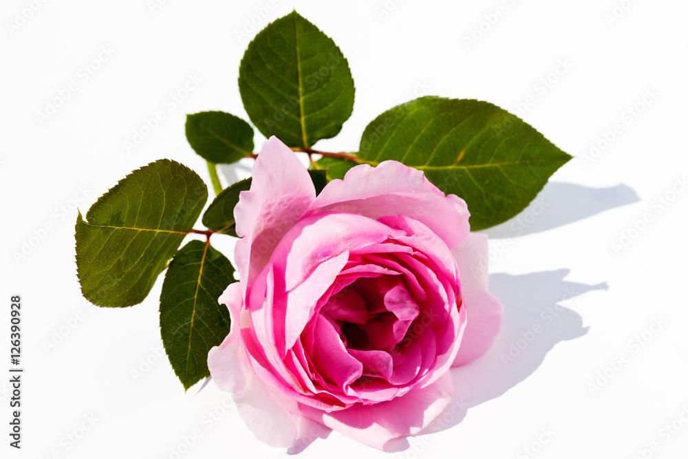 Fototapeta premium Rosa, Edelrose, Rose, Freisteller