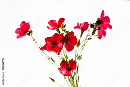 Roter Lein  Linum grandiflorum   rot