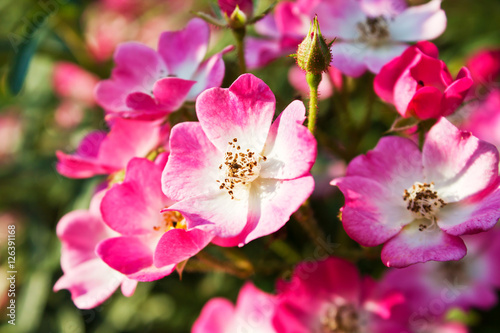 Buschrosen, Strauchrosen (Rosa), pink © tunedin