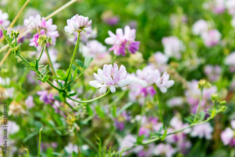 Kronwicken (Coronilla), weiß-violett, pink, Wiese, Blumenwiese,