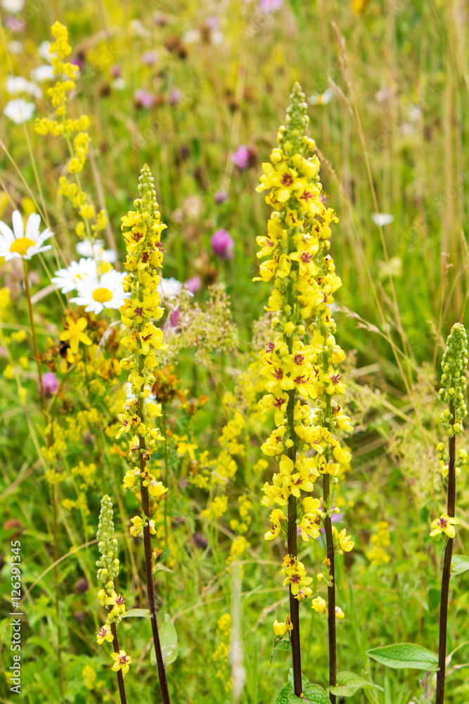 Schwarze Koenigskerze (Verbascum nigrum), Heilkräuter, Wiese, B Schwarze Koenigskerze (Verbascum nigrum), Heilkräuter, Wiese, B