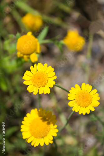 Färberkamille (Anthemis tinctoria), Hundskamille, Kräuter, Hei