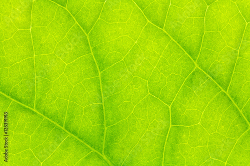 Leaf texture or leaf background. Leaf motifs that occurs natural. Abstract green leaf pattern for design with copy space for text or image.