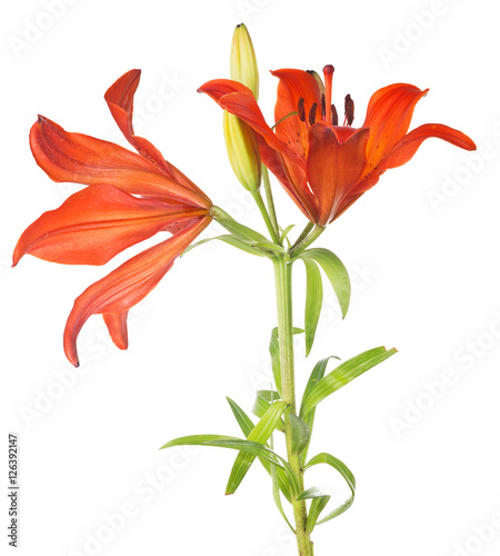 Fototapeta Naklejka Na Ścianę i Meble -  red lily with two blooms on green stem
