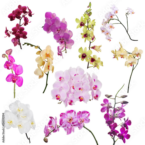 set of eleven orchid floral branches isolated on white © Alexander Potapov