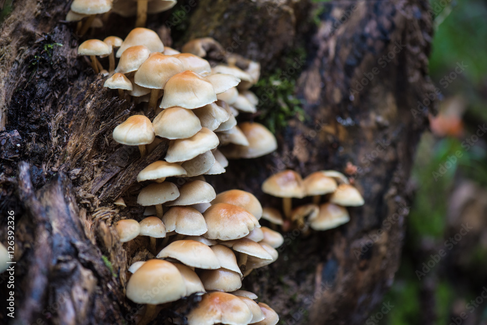 brown and white mushrooms on a tree brown and white mushrooms on a tree