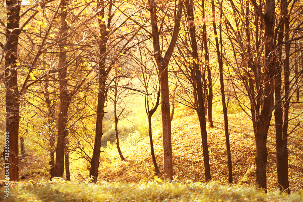 Beautiful autumn park background