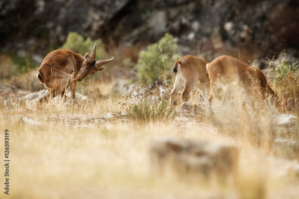 Spanish ibex young male and female with young in the nature habitat, wild iberia, spanish wildlife, mountain animals, middle of the rut, mating time Stock Photo | Adobe Stock Spanish ibex young male and female with young in the nature habitat, wild iberia, spanish wildlife, mountain animals, middle of the rut, mating time Stock Photo | Adobe Stock