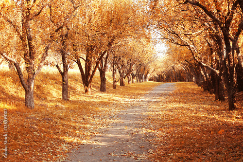 Beautiful autumn park background