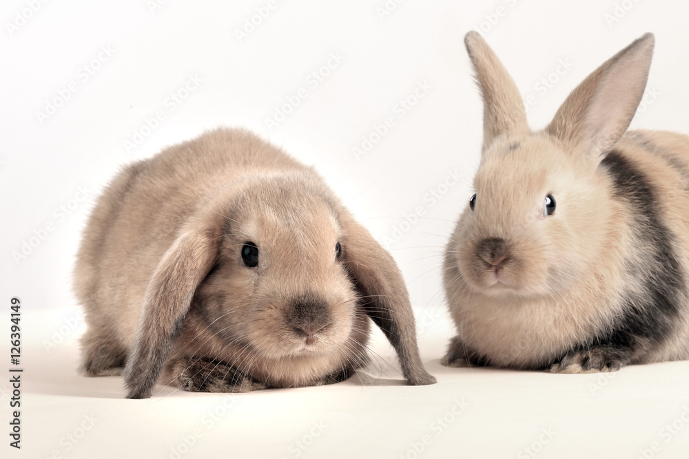 pair of rabbits pair of rabbits