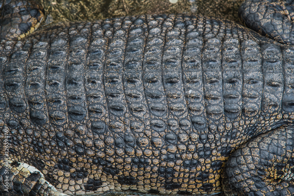 Closeup Of The Skin Of A Crocodile Stock Photo - Download Image