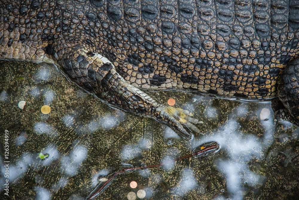 Naklejka premium Leg of Amphibian Prehistoric Crocodile,Alligator or crocodile animals closeup