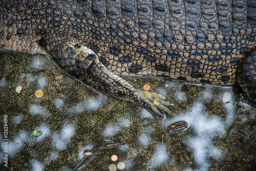 Leg of Amphibian Prehistoric Crocodile,Alligator or crocodile animals closeup