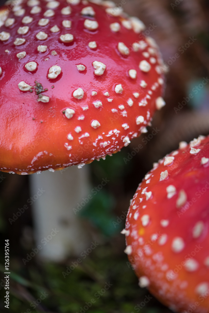 Obraz premium Close up fo 2 Amanita dangerous mushroom, surrounded by dead leaves