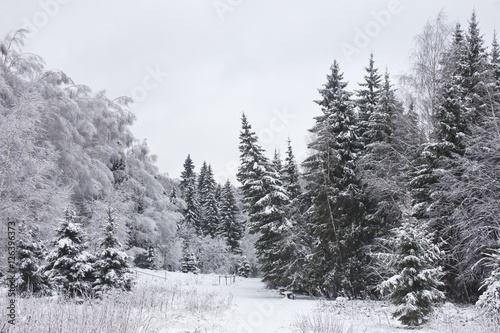 Winter landscape. Frozen forest
