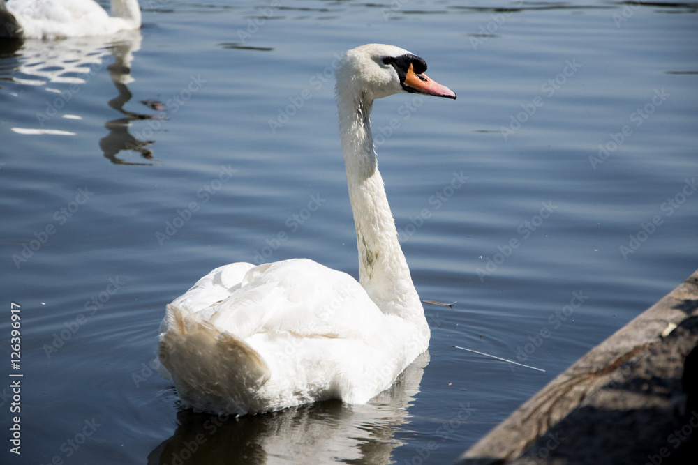 Naklejka premium Stolzer Schwan
