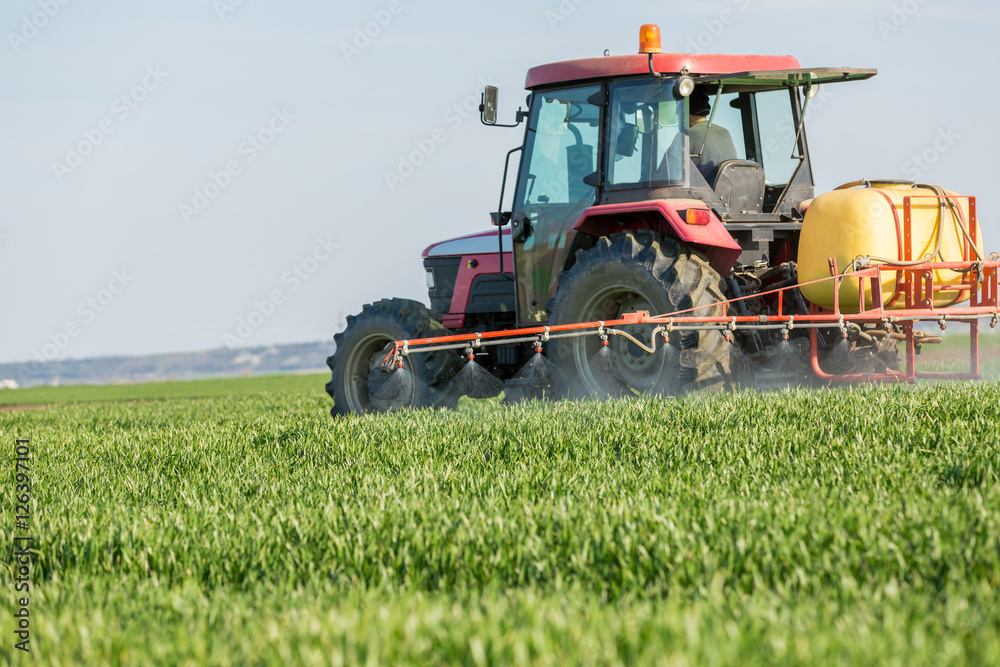 Fototapeta premium Farmer spraying green wheat field