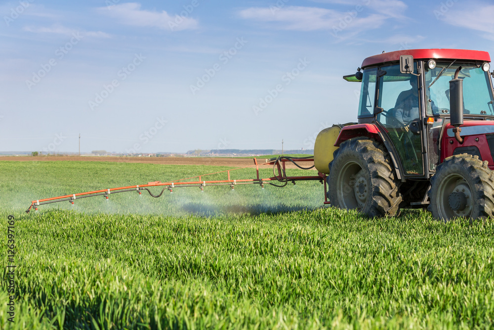 Obraz premium Farmer spraying green wheat field